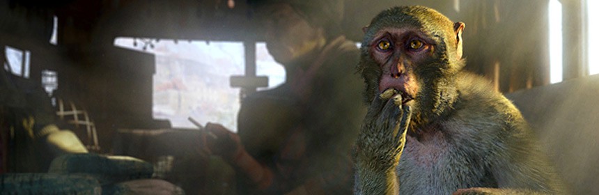 monkey